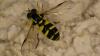 Xanthogramma sp.
